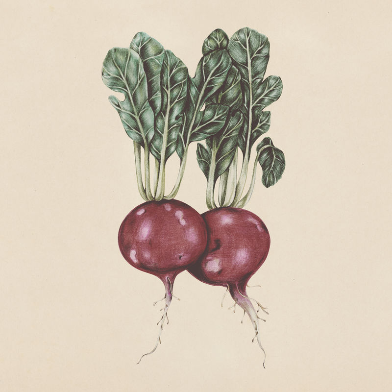 手绘萝卜插画