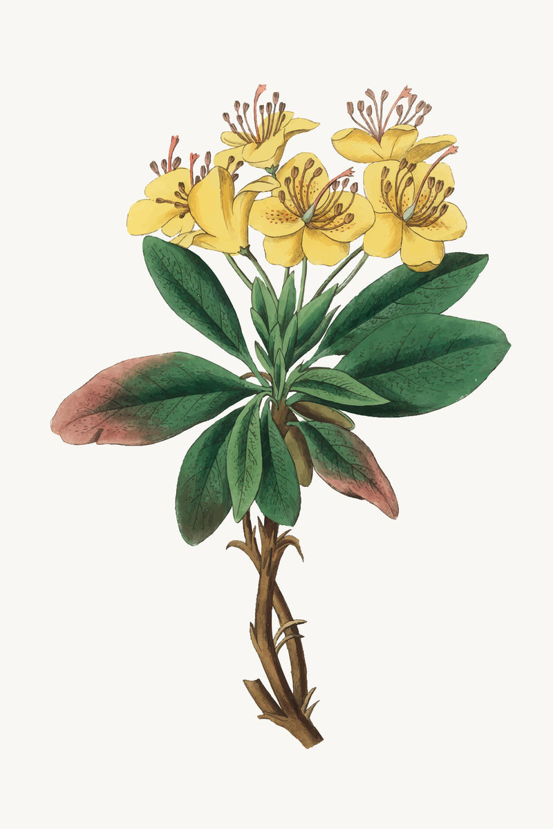 药用植物病媒树图解