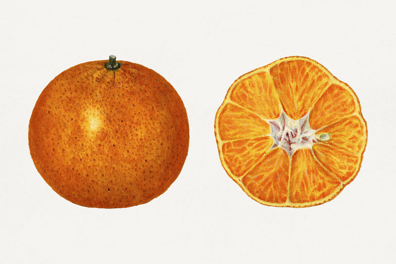 陈年橘子插图模型