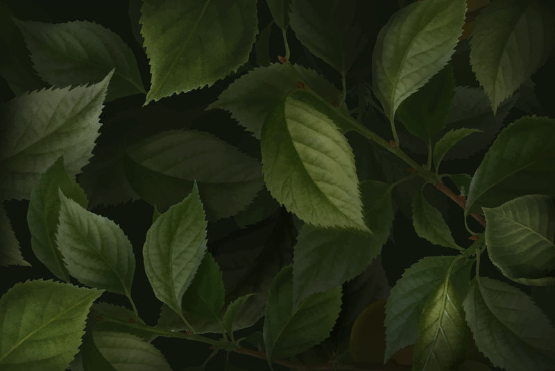 Brian\u0026ccedil;杏叶图案背景向量