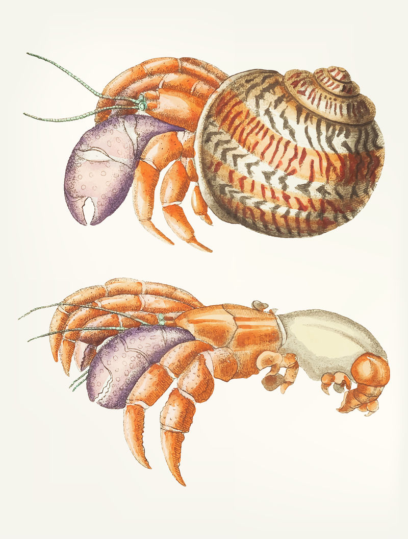 師提供大量圖片素材和矢量素材:提奧奇尼斯蟹的經典插圖圖片,寄居蟹