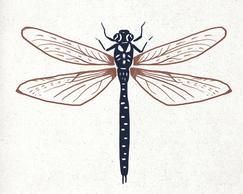 复古蜻蜓linocut psd插图