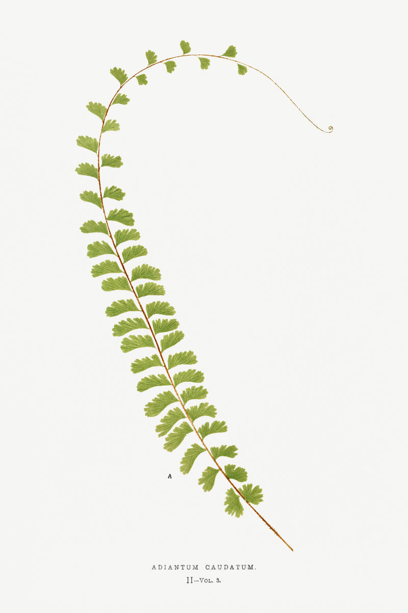 铁线蕨(行走的Maidenhair)复古插图模型