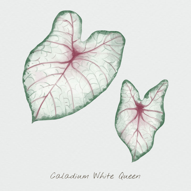 Psd菖蒲白大叶水彩植物