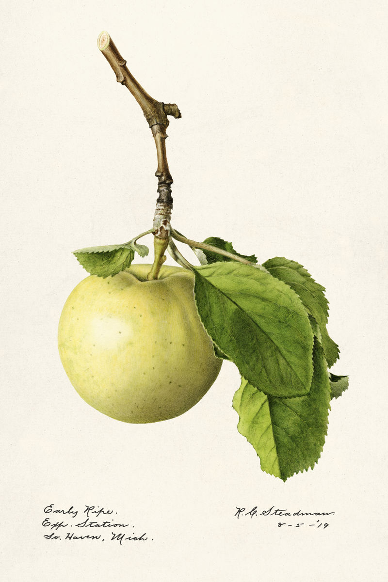 复古绿苹果枝插图模型