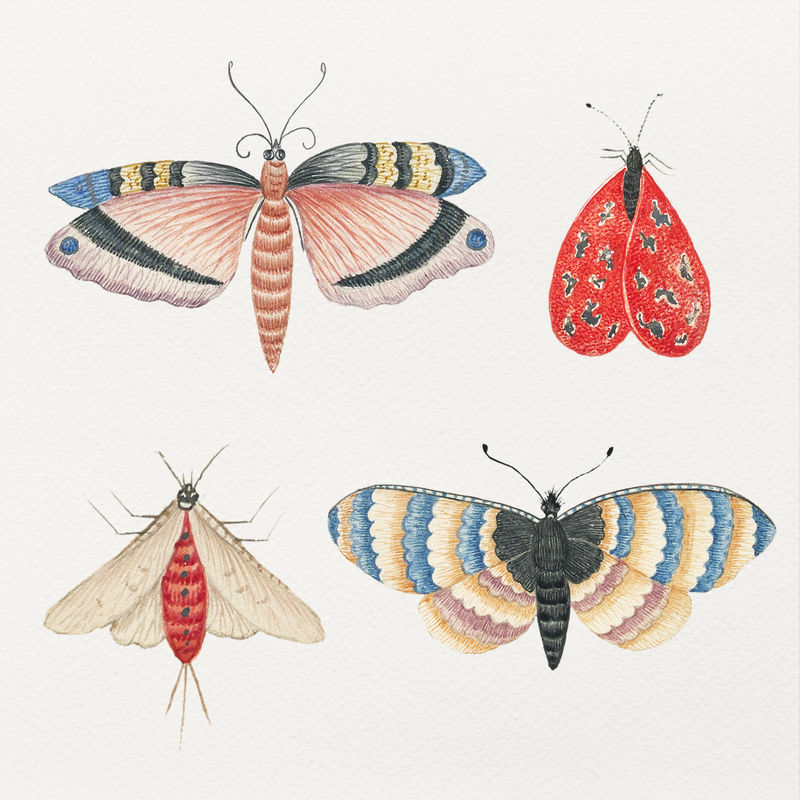 来自18世纪史密森博物馆的复古水彩作品