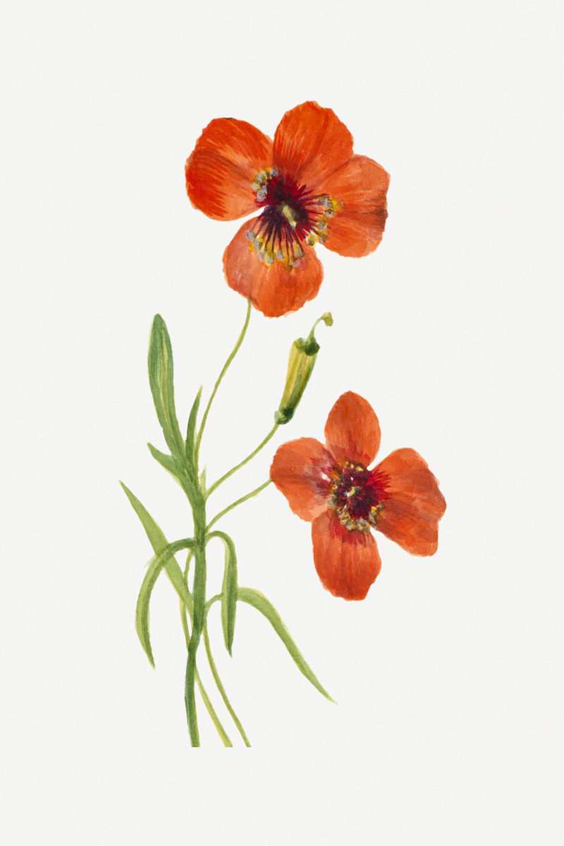 风罂粟花植物插图