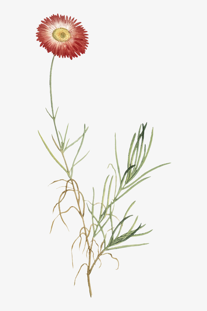 古董细叶连翘（细长\u0026ndash；无花果叶；（万寿菊）插图