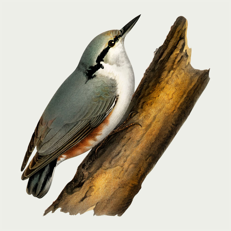 矢量nuthatch鸟手绘