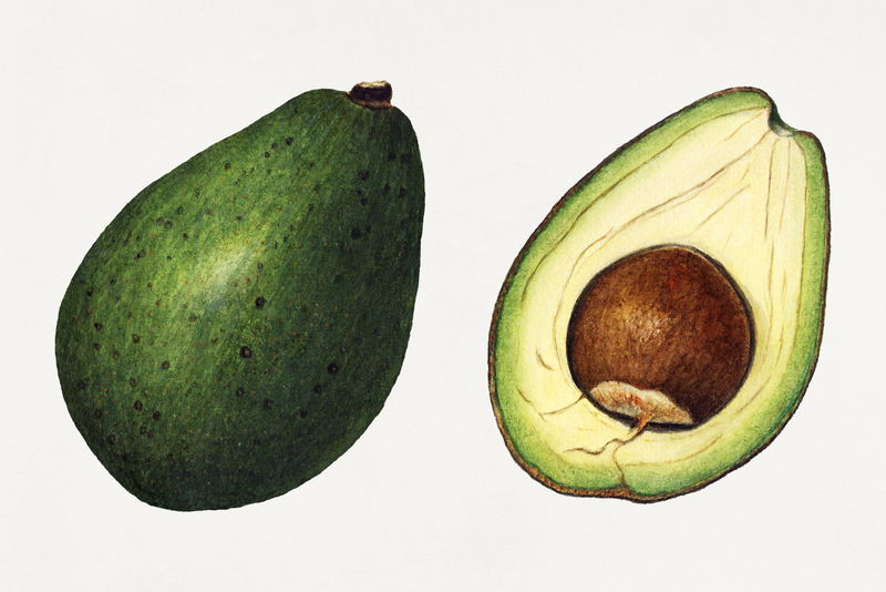 古董鳄梨插图模型