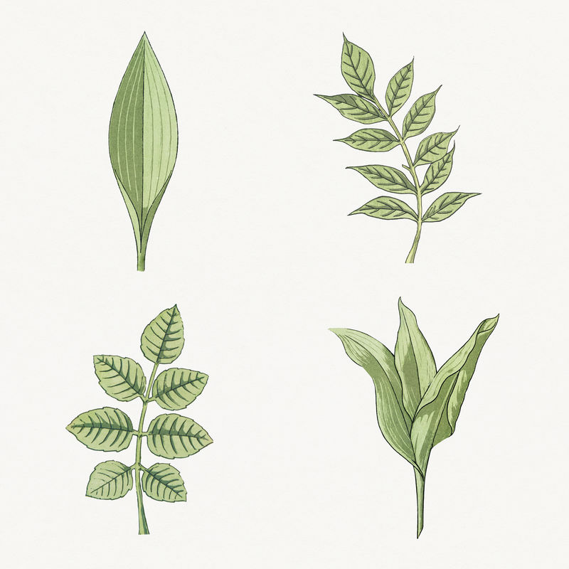 复古叶套设计元素