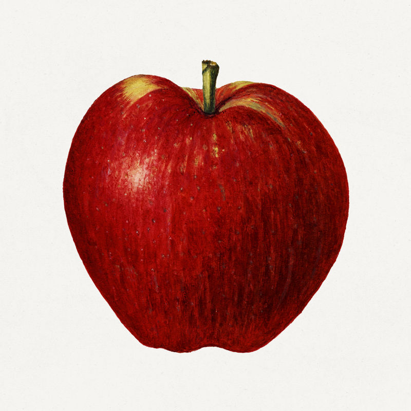 复古苹果插图模型