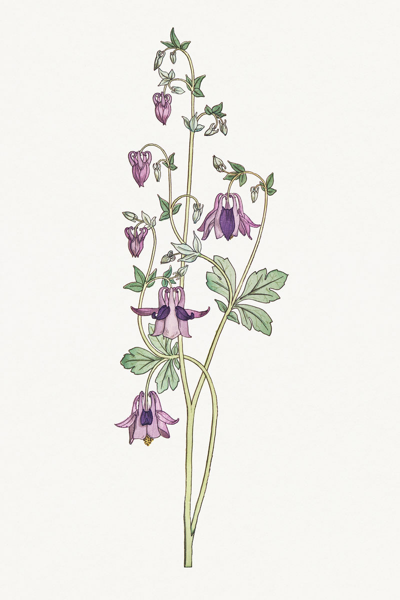 复古灯盏花设计元素