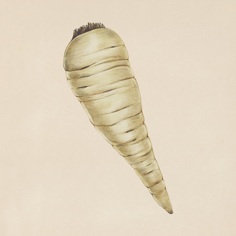 手绘胡萝卜插图
