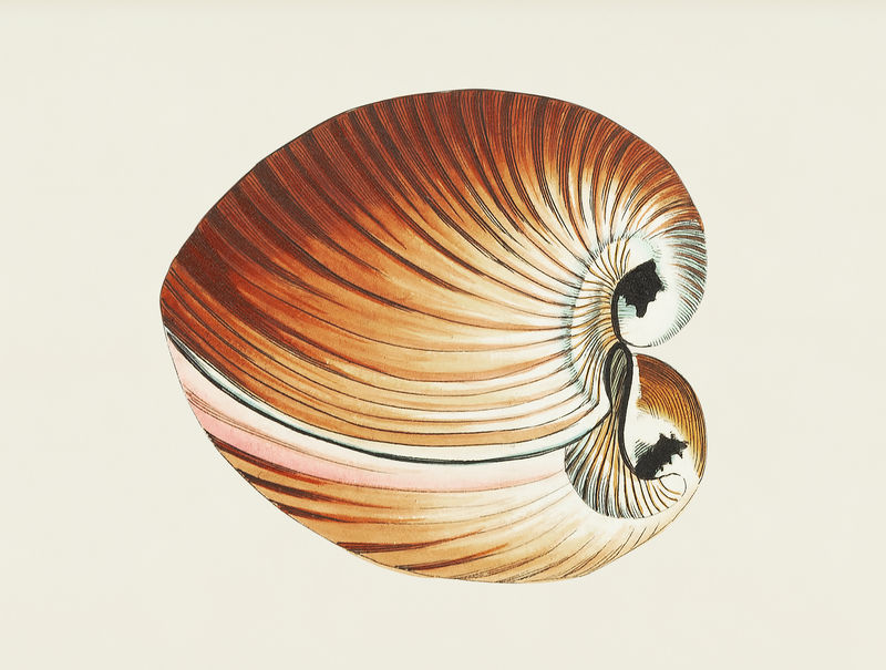 博物学家的心形插画\u0026#39;乔治·肖(1751-1813)的《s杂集》(1789-1813)