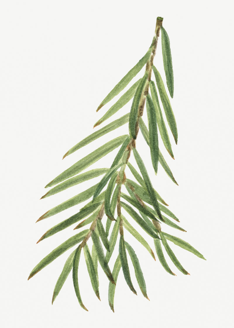 经典加州肉豆蔻植物图