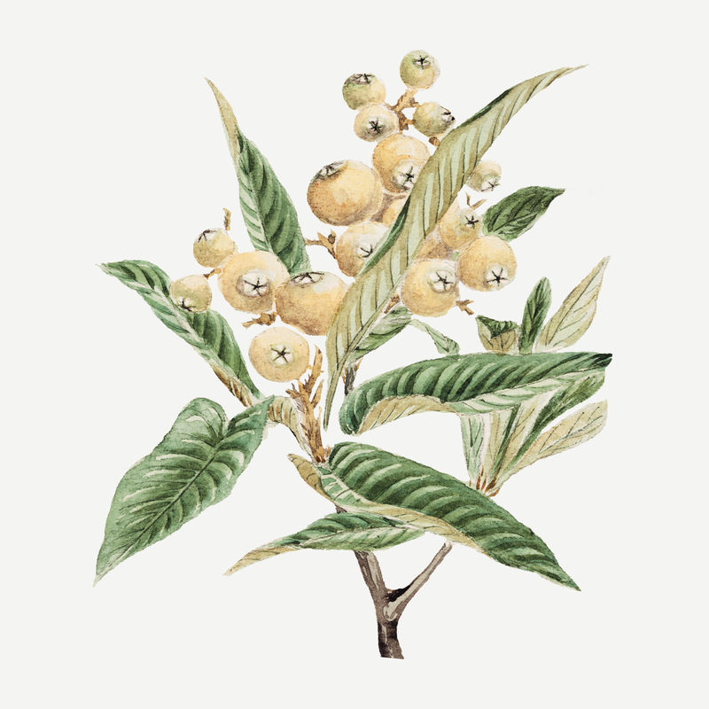 复古日本李子树psd艺术印刷品由梅加塔森冈的作品混合而成