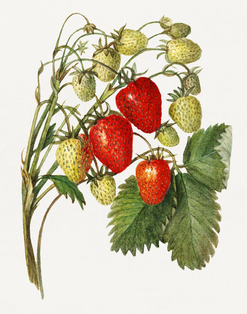 草莓插画模型的复古分支