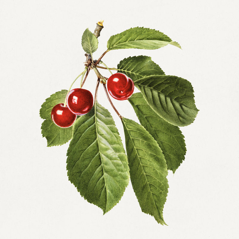 樱桃插画模型的复古分支