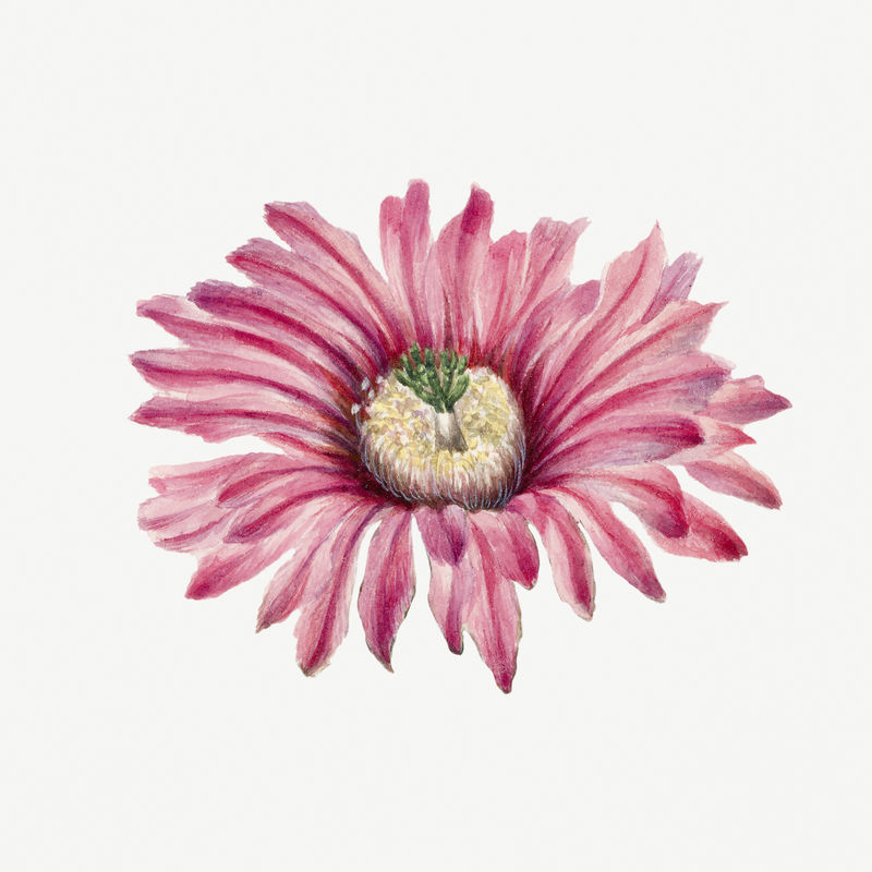 土耳其仙人掌psd花卉植物复古插图