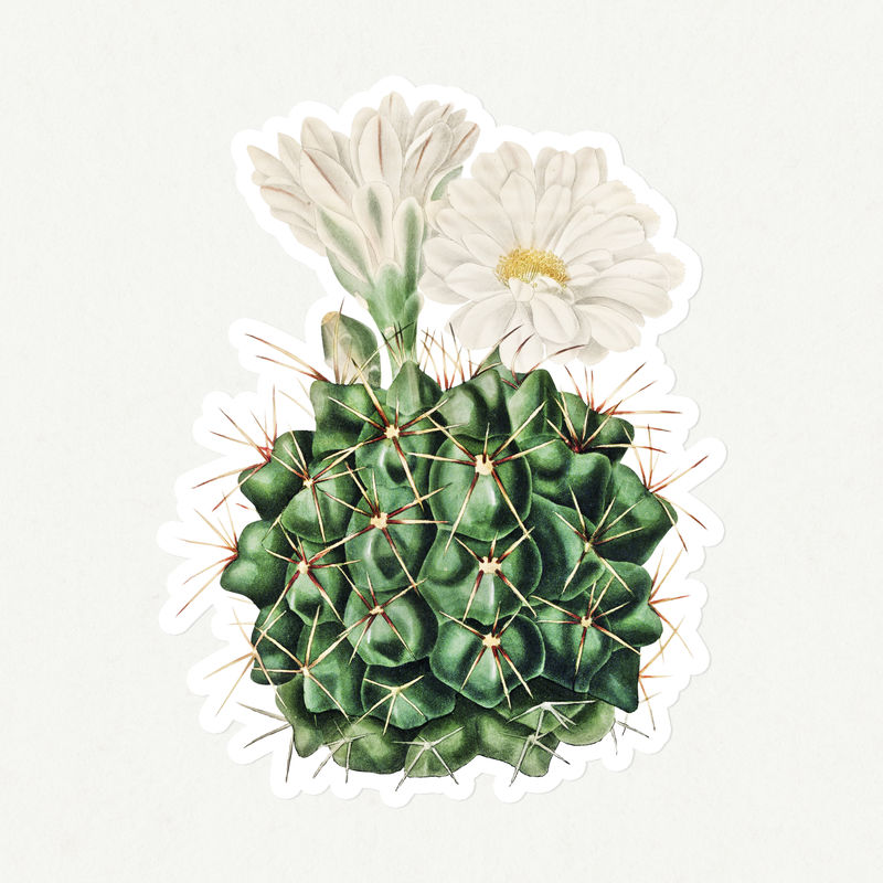 复古黑下巴仙人掌贴纸白色边框