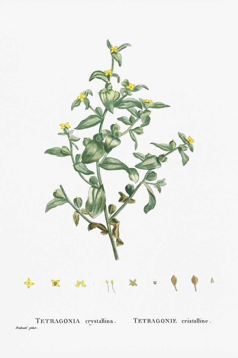 手绘水晶四角形(钻石四角形)插图