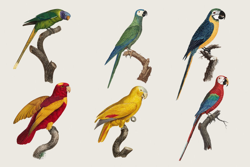 鹦鹉鸟psd集插图