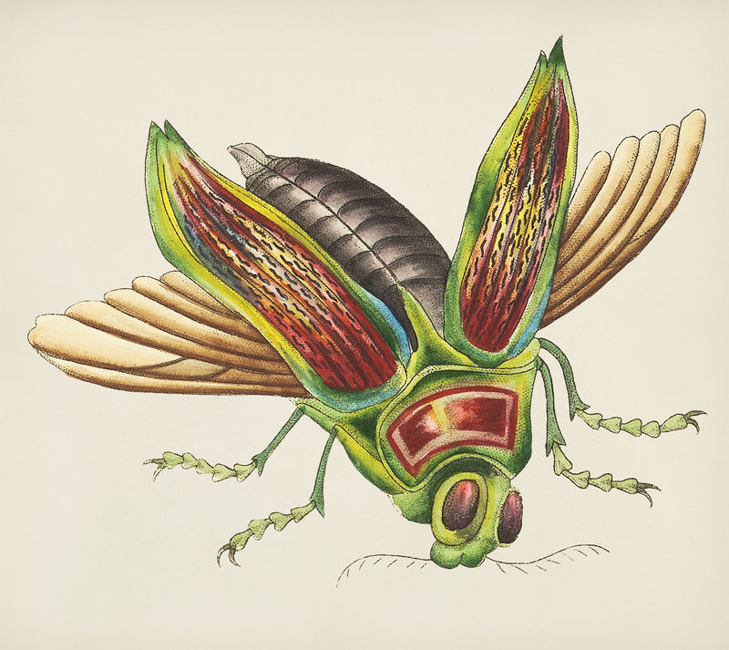 伟大的布普雷斯蒂斯插图复古插图
