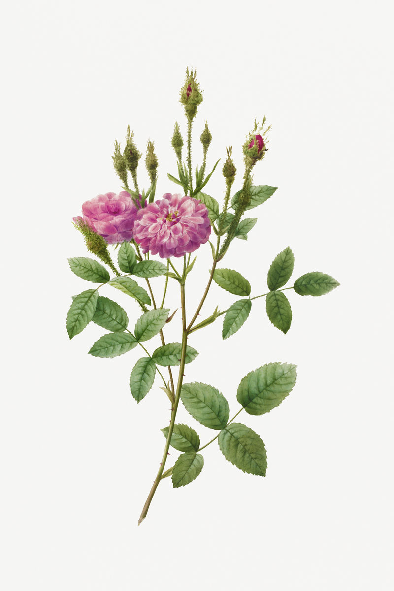 Rosa Pomponiana Muscosa插图海报模型