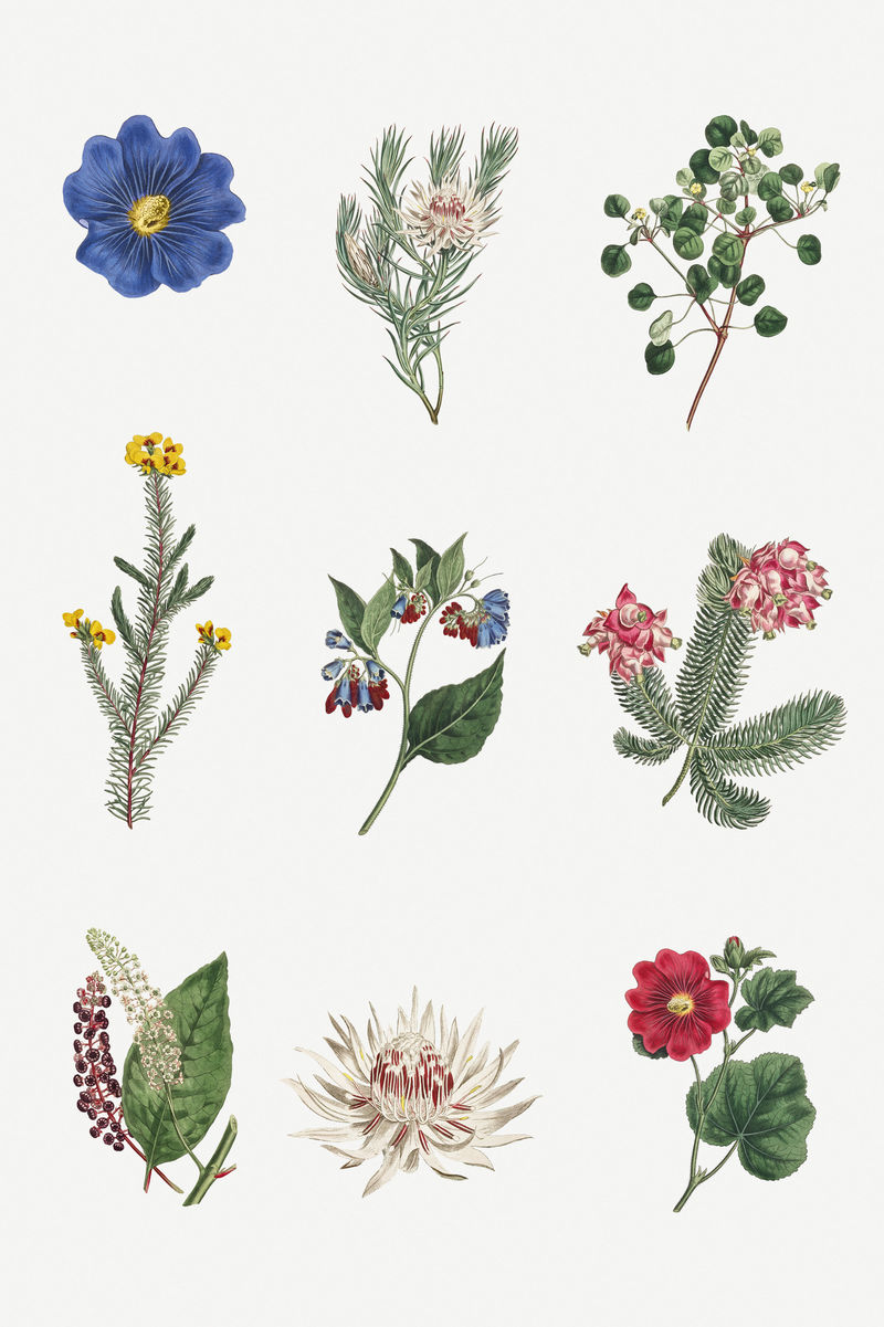 一套盛开的古董花