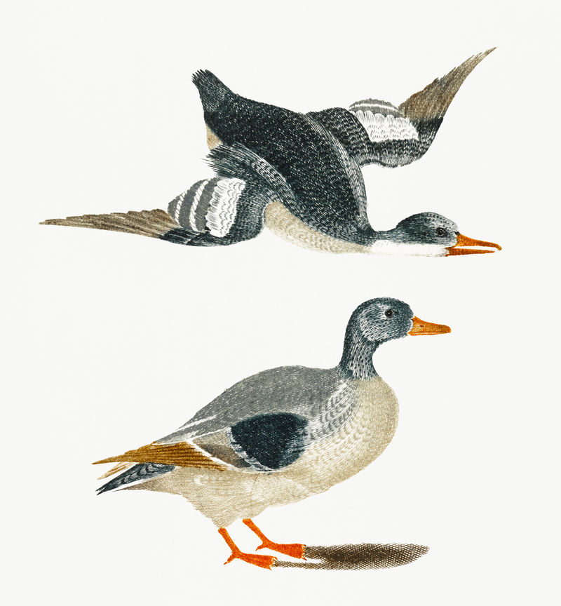 约翰·泰勒的《鸭子》（1648-1709）
