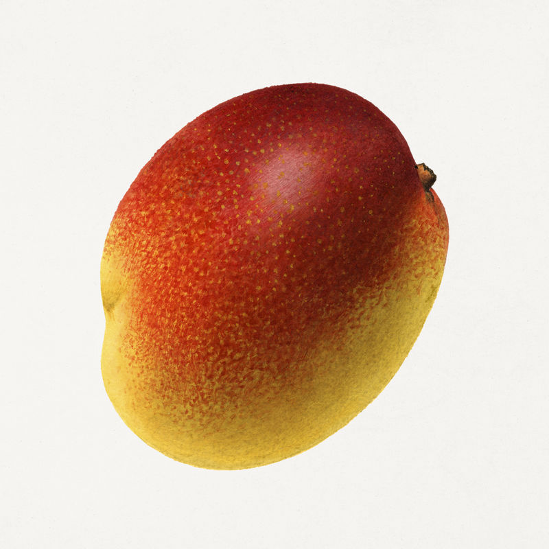 复古芒果插图模型