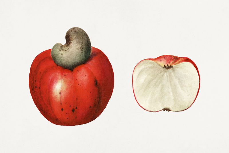 经典腰果插图模型