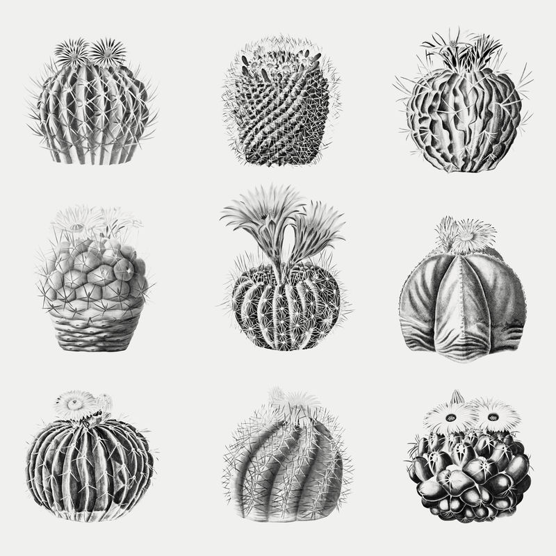 复古黑白仙人掌花卉插画集