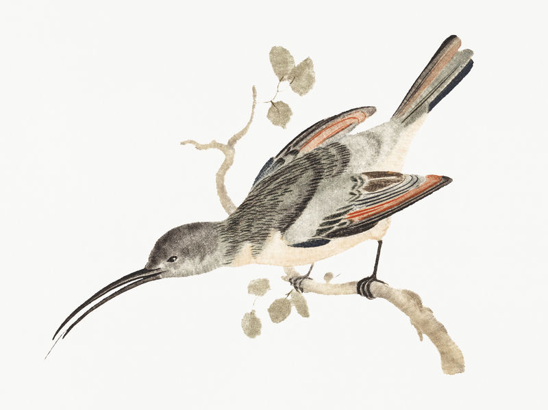 Johan Teyler的《蜂鸟》(1648-1709)