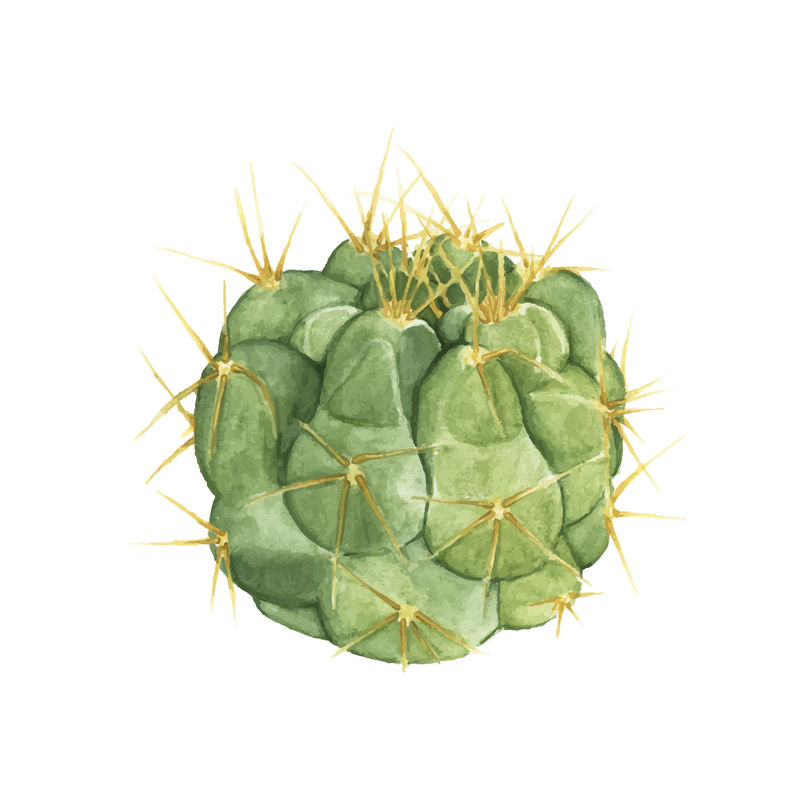 手绘仙人掌