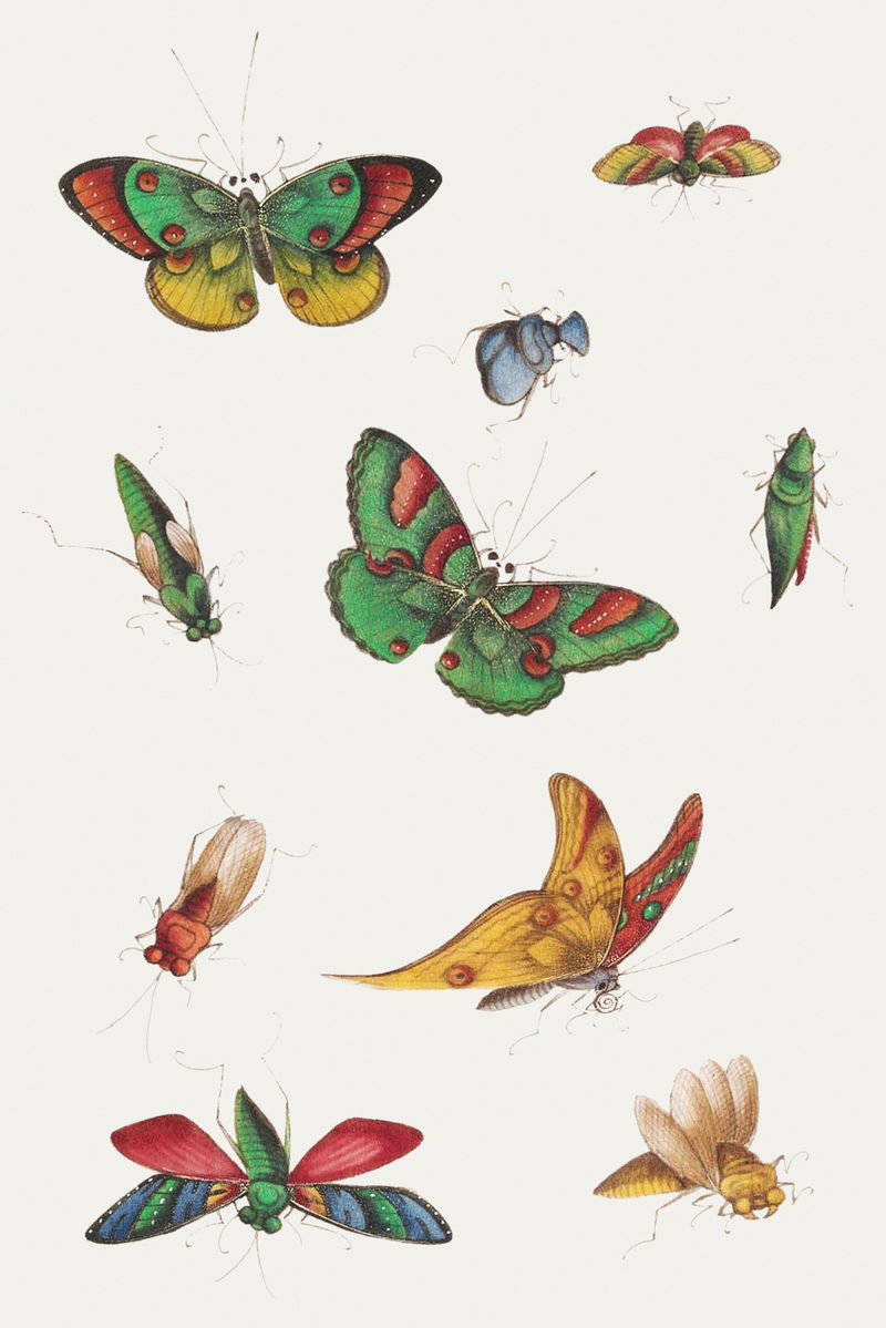 美丽的老式中国蝴蝶和昆虫插图设置模型