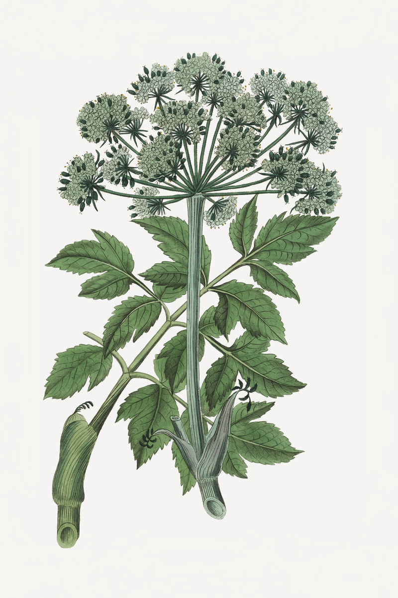 Psd植物天使变形金刚药用植物素描