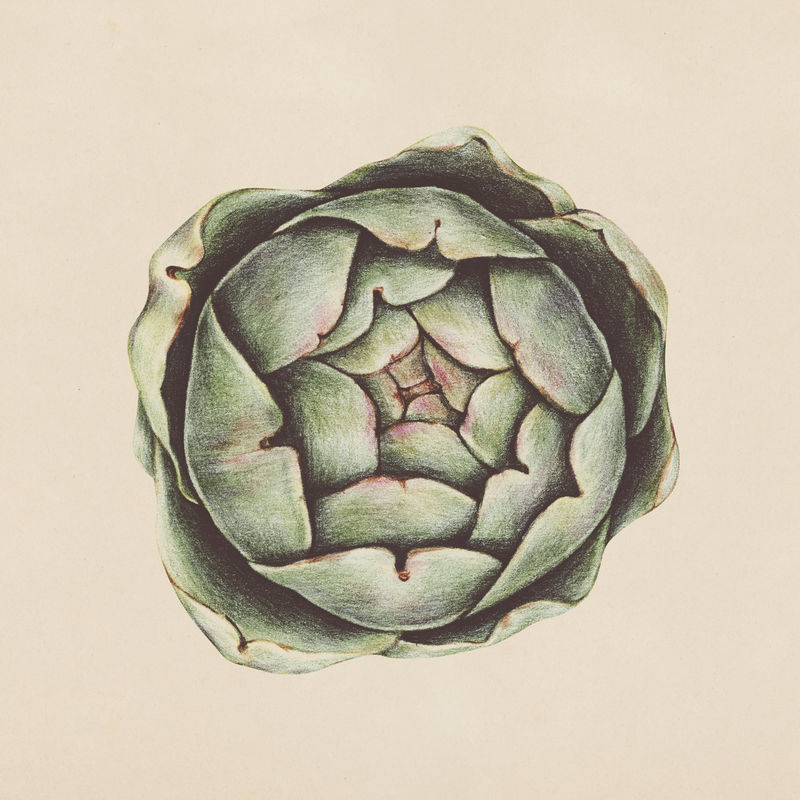 手绘朝鲜蓟插图