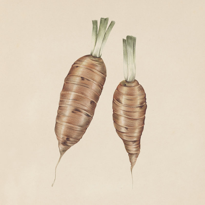 手绘胡萝卜插图