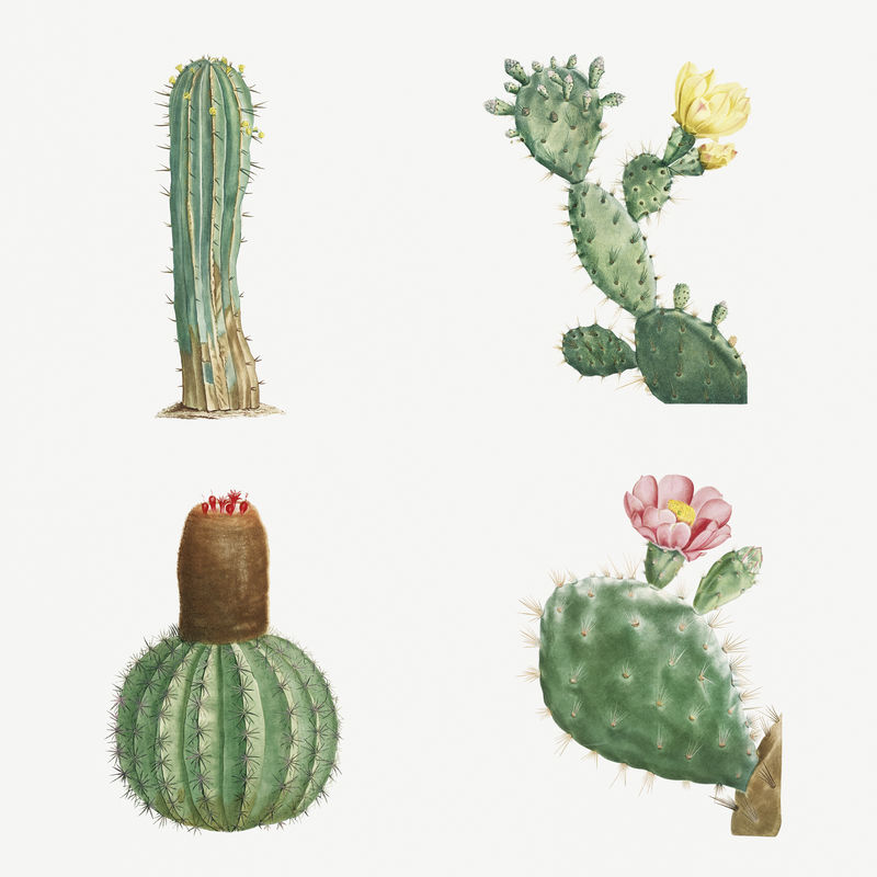 一套多汁植物和仙人掌插图