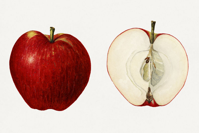 古董苹果插图模型