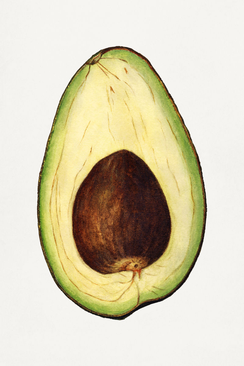 古董鳄梨插图模型