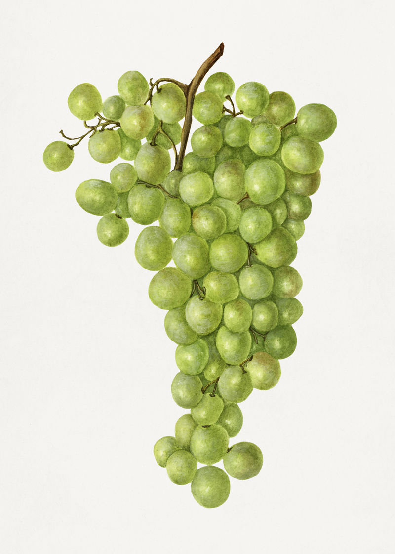 一堆绿色葡萄插图模型