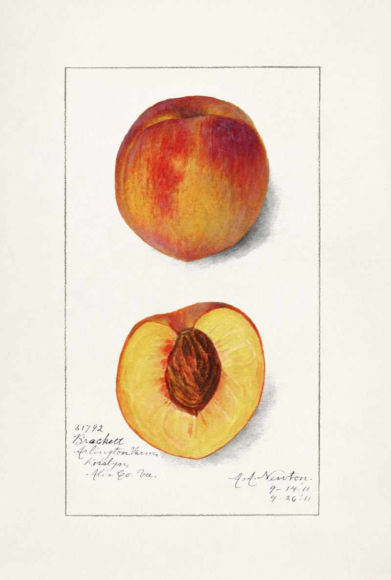 经典桃子插图模型