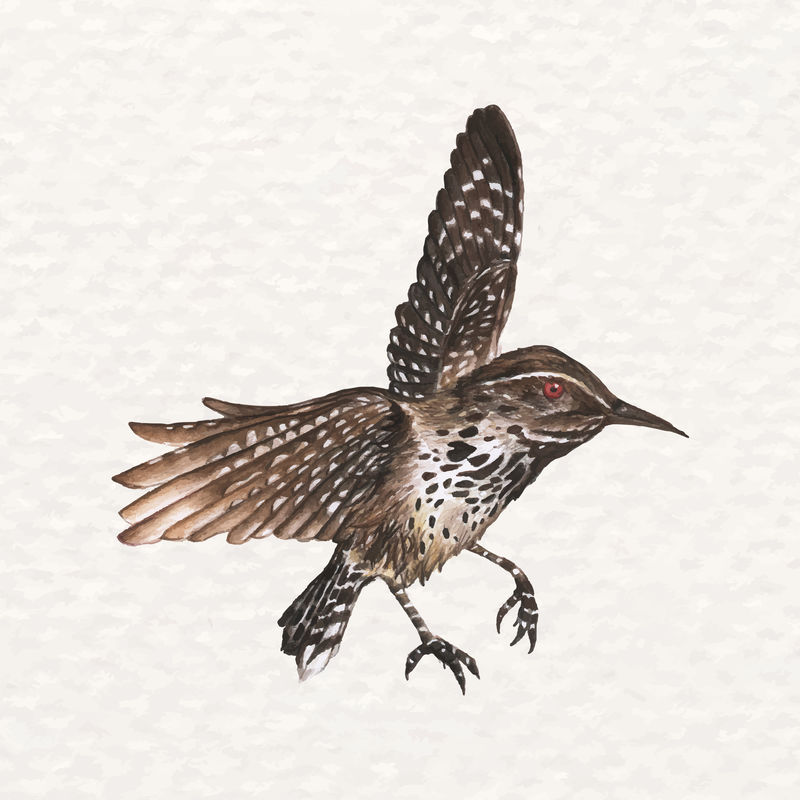 手绘仙人掌鹪鹩鸟