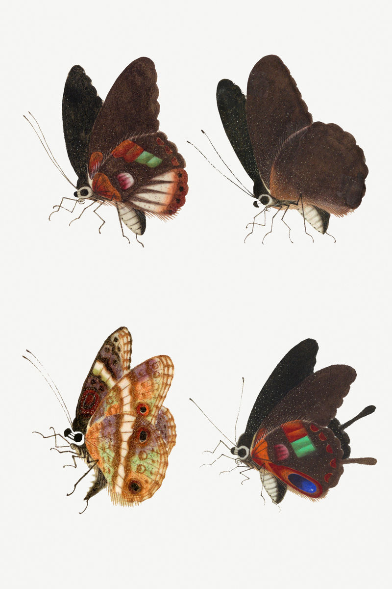 蝴蝶昆虫复古插图集