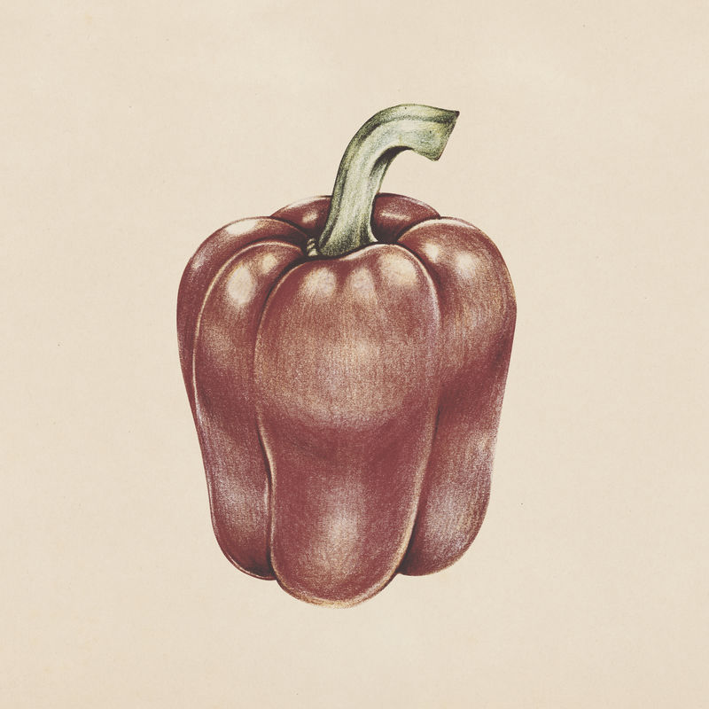 手绘红甜椒插画
