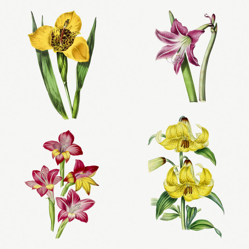 复古黄粉色花朵设计元素套装