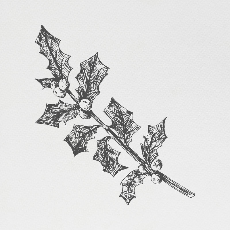 手绘冬青枝插画